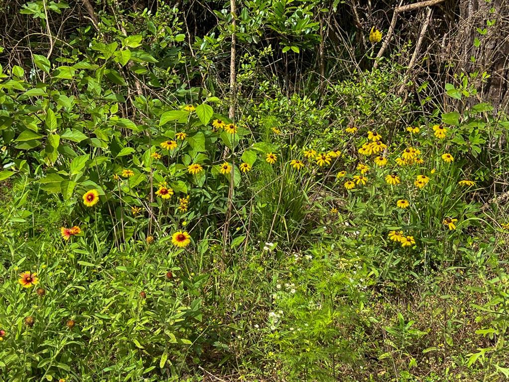 1 Salem Church Road, Willis, Texas image 12