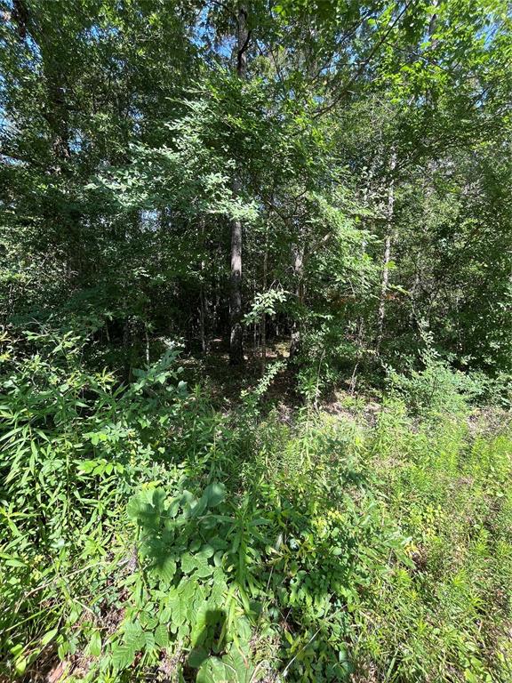 TBD Jernigan Road, Conroe, Texas image 6