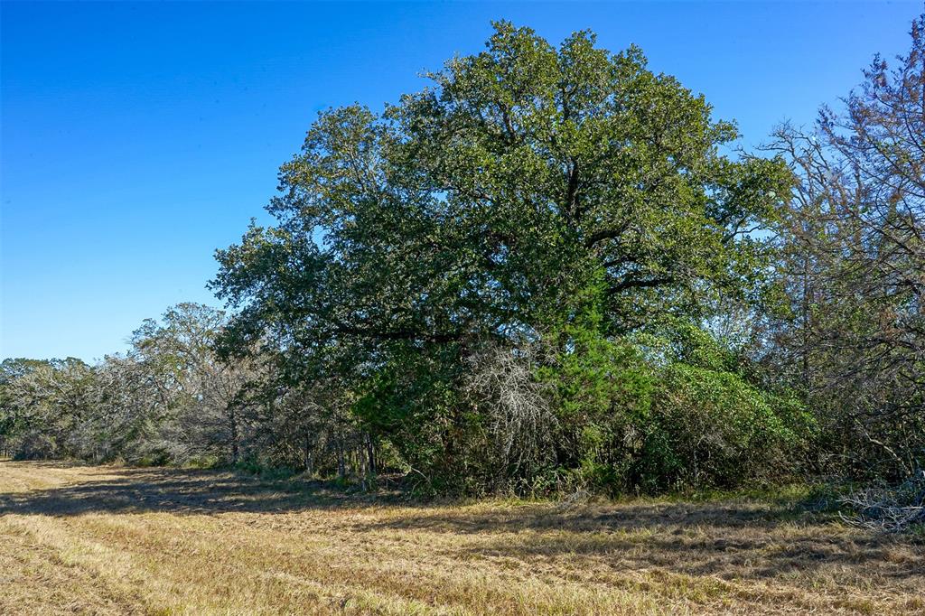 Lot 4 County Rd 229, Bedias, Texas image 2