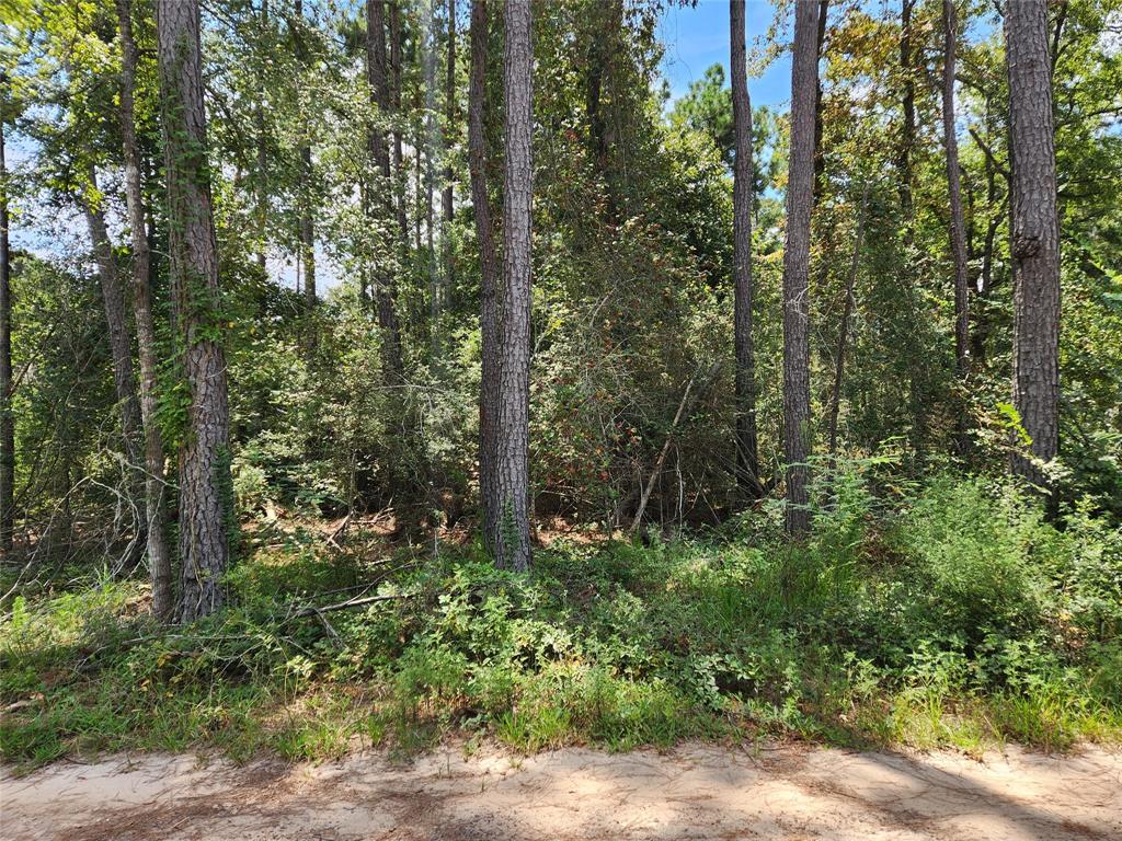 Lot 7 Coral Bean Lane, Plantersville, Texas image 3