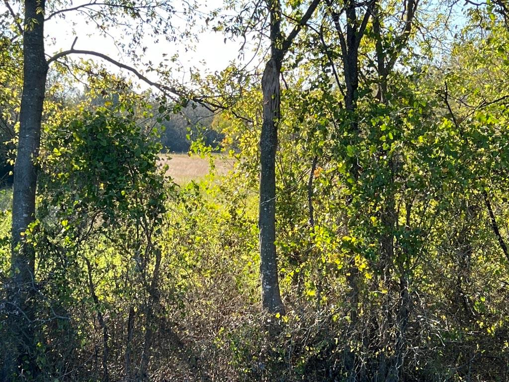 0010 Fm 2562 And Cr 218 Road, Richards, Texas image 3