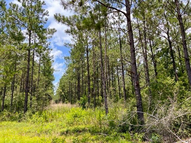 County Road 1425, Warren, Texas image 8