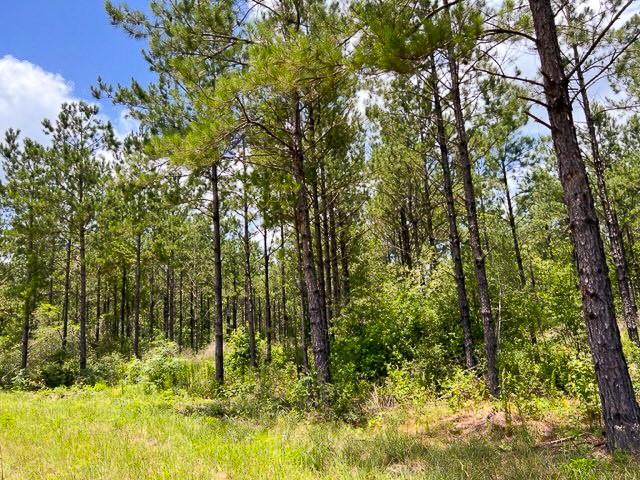 County Road 1425, Warren, Texas image 9