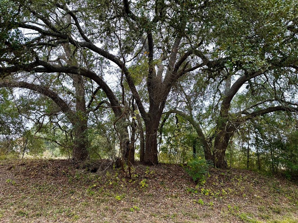 TBD E Fm 389, Round Top, Texas image 3