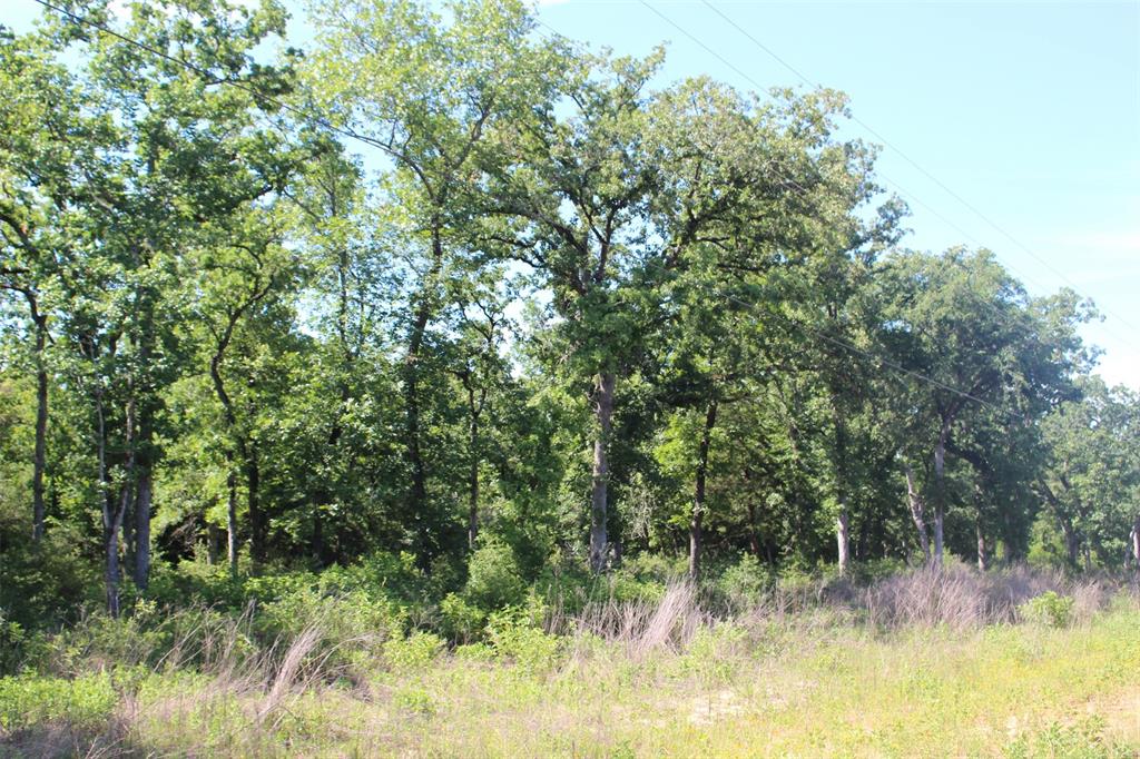 Tract 142 Private Road 1311, Centerville, Texas image 14