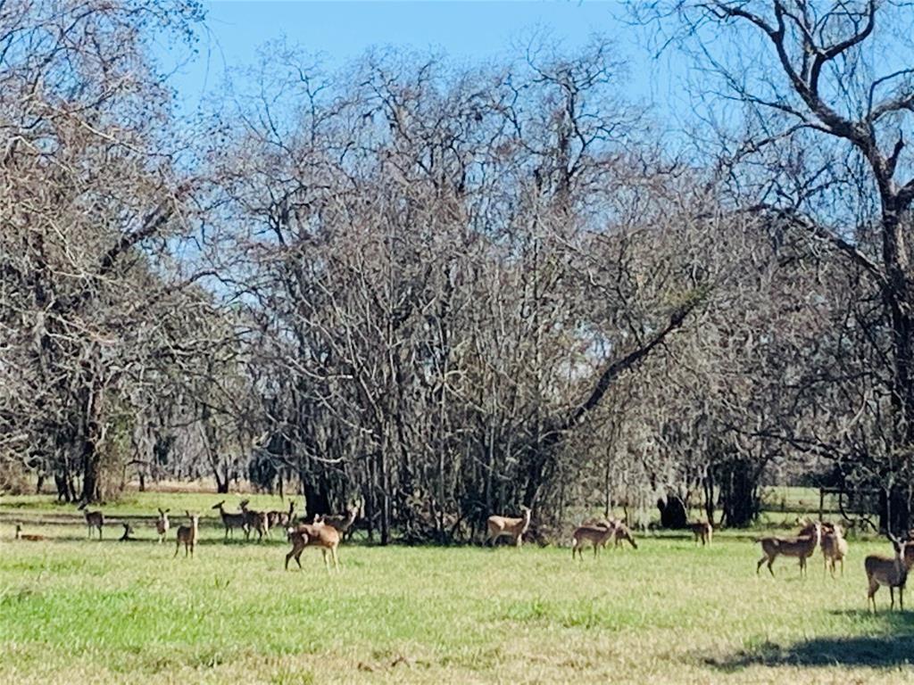 274 Pony Trail, Angleton, Texas image 18