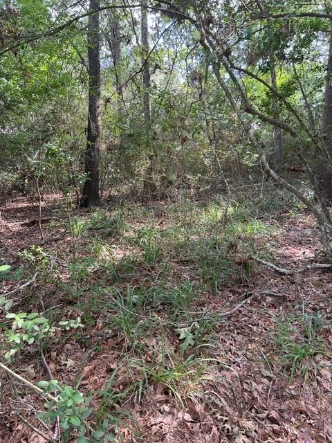 1006 Jefferson River Circle, Conroe, Texas image 4