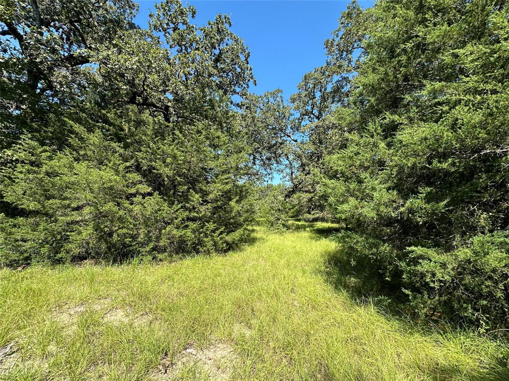 TBD Tract #1 County Road 481, Centerville, Texas image 5