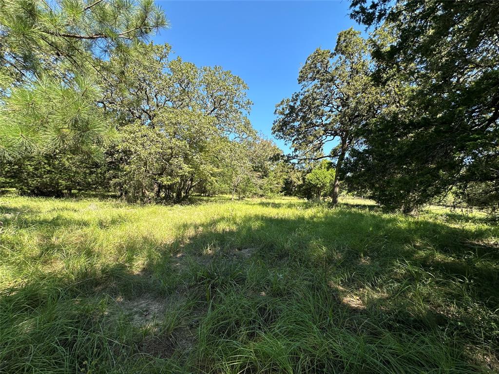 TBD Tract #1 County Road 481, Centerville, Texas image 4