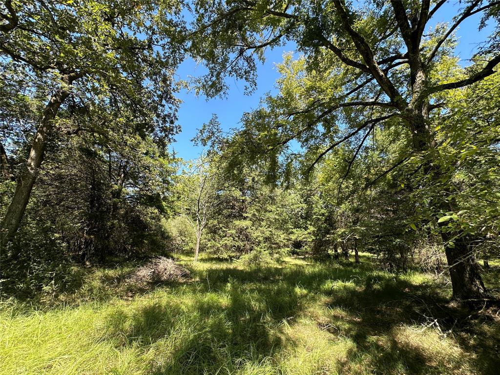 TBD Tract #1 County Road 481, Centerville, Texas image 19