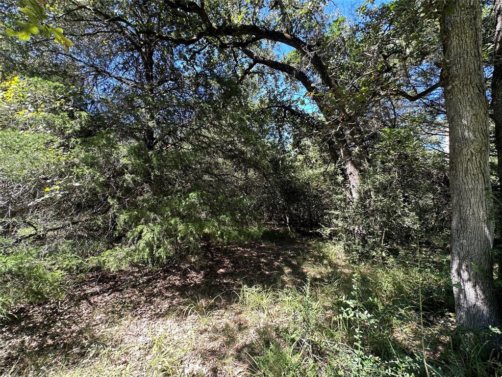 TBD Tract #1 County Road 481, Centerville, Texas image 11