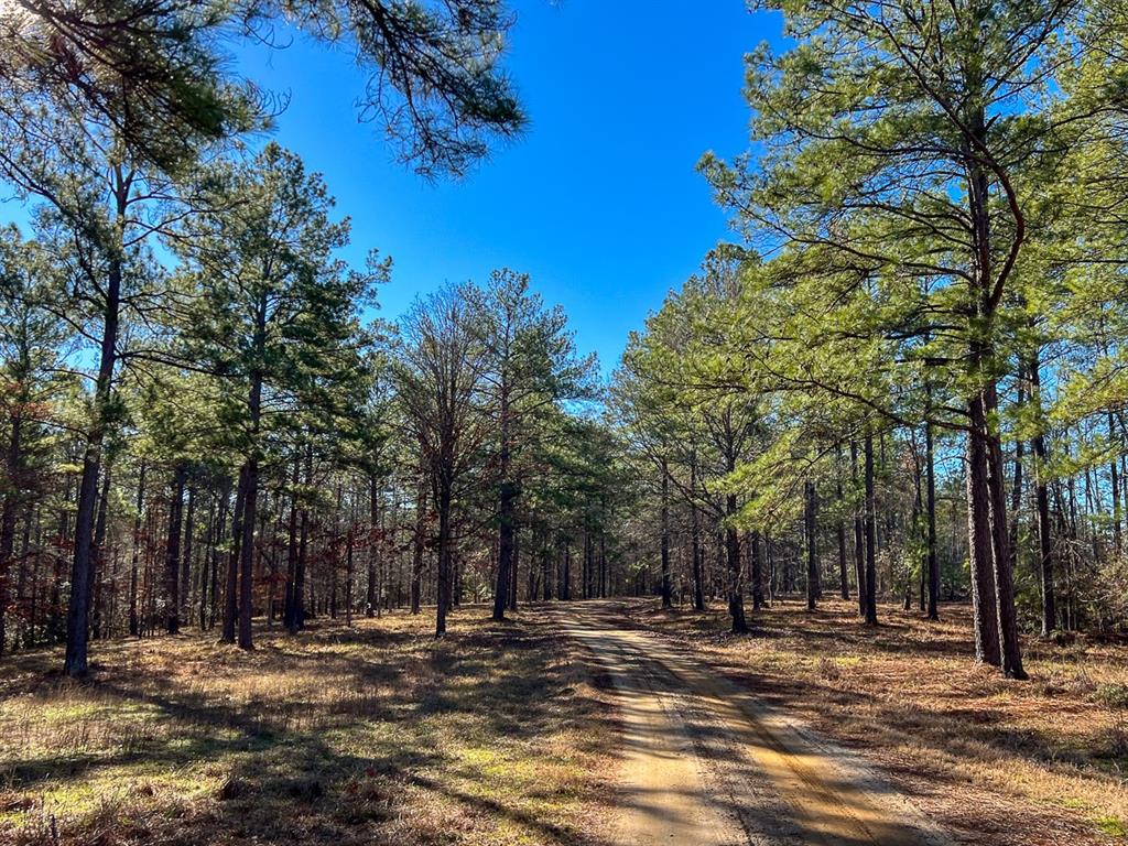 Off Fm 2991, Burkeville, Texas image 6