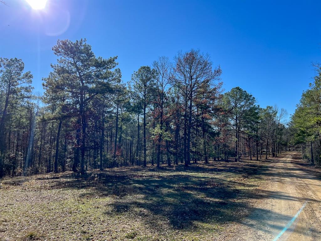 Off Fm 2991, Burkeville, Texas image 7