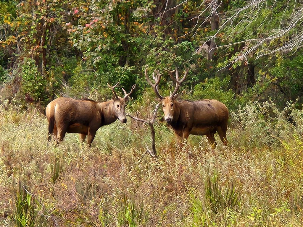 8003 (Lot 95) Fallow Run, Larue, Texas image 3