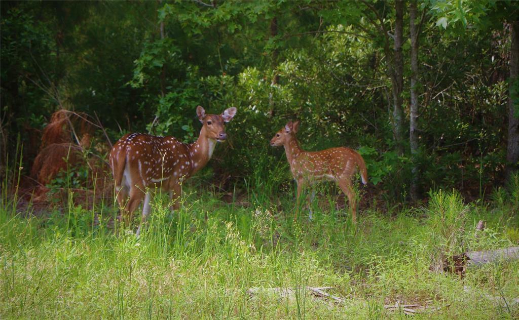 8003 (Lot 95) Fallow Run, Larue, Texas image 8