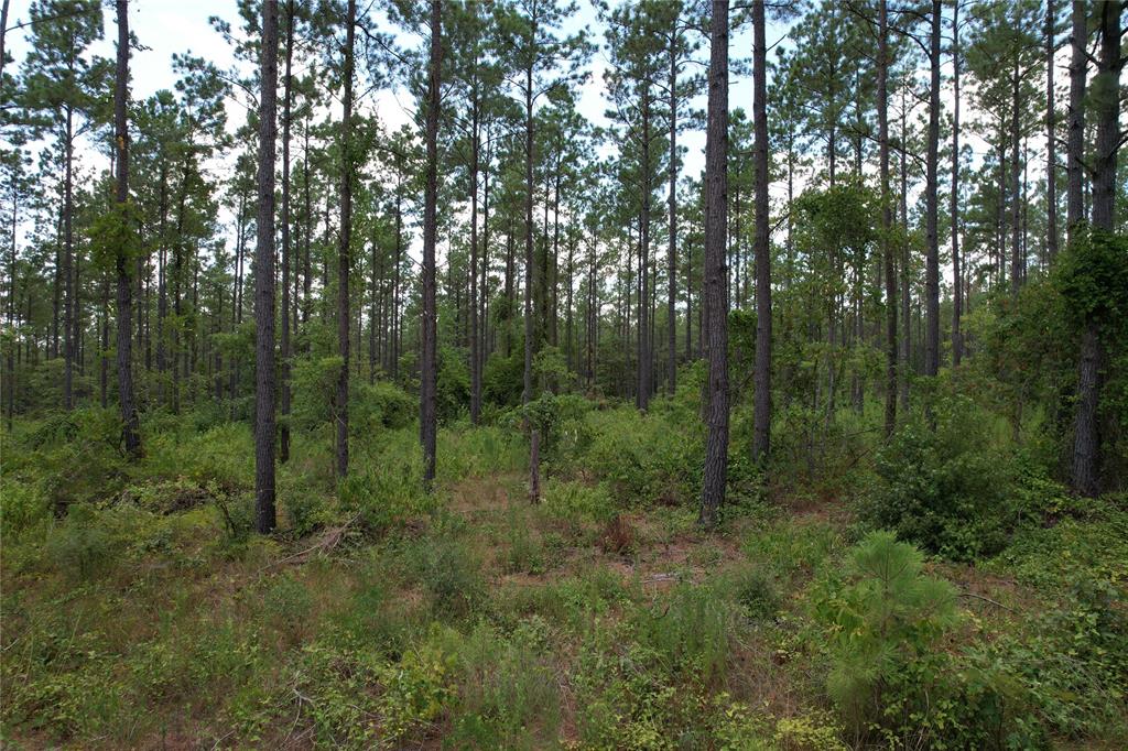 TBD Fm 2423, Grapeland, Texas image 12