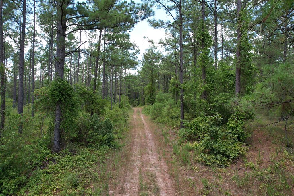 TBD Fm 2423, Grapeland, Texas image 5