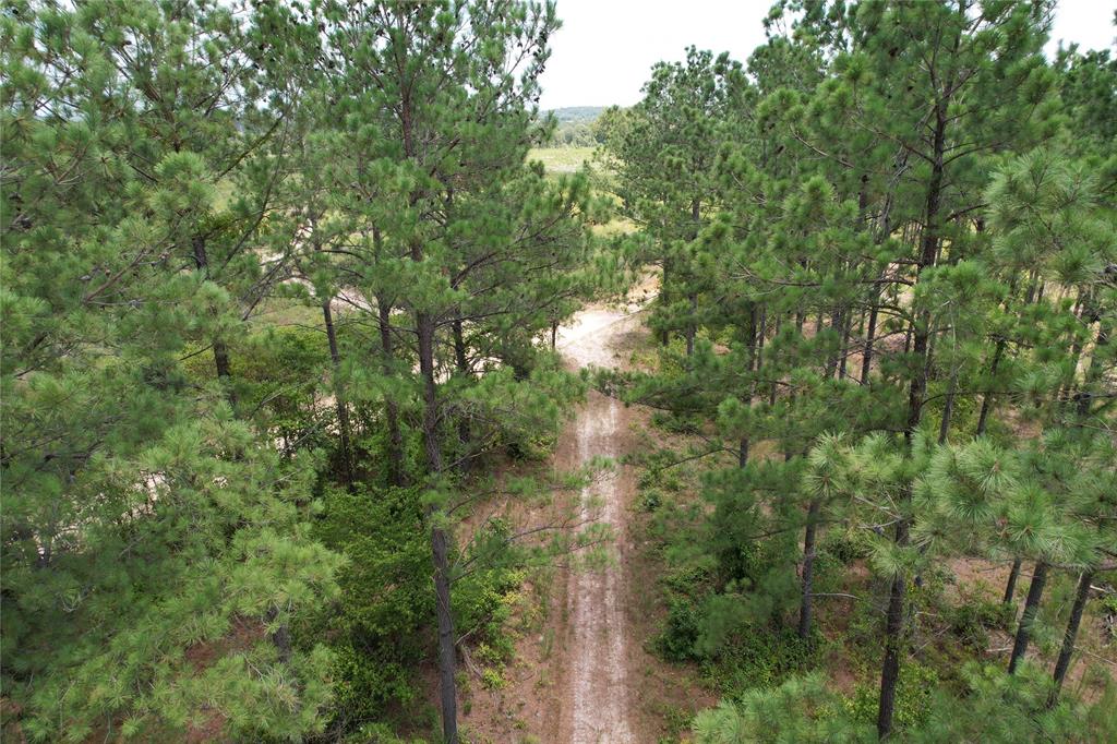 TBD Fm 2423, Grapeland, Texas image 6