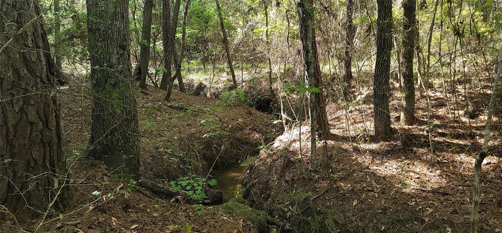 TBD E Cripple Creek, Trinity, Texas image 6