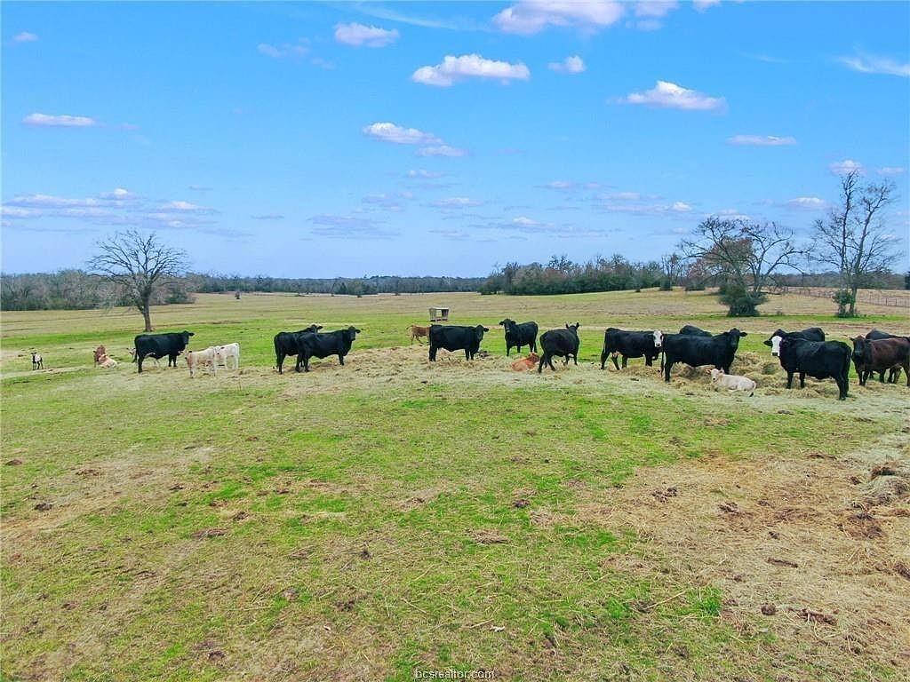 000 Pleasant Grove Road, North Zulch, Texas image 17