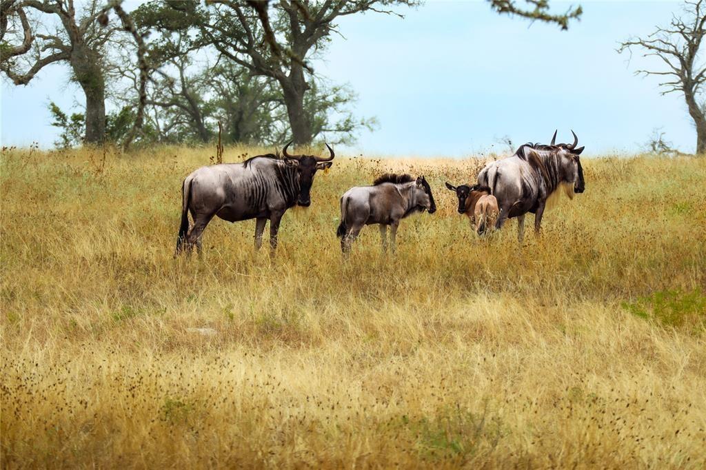 Fallow Drive, Harper, Texas image 12