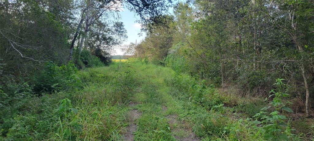 Whitetail Xing Crossing, Needville, Texas image 16