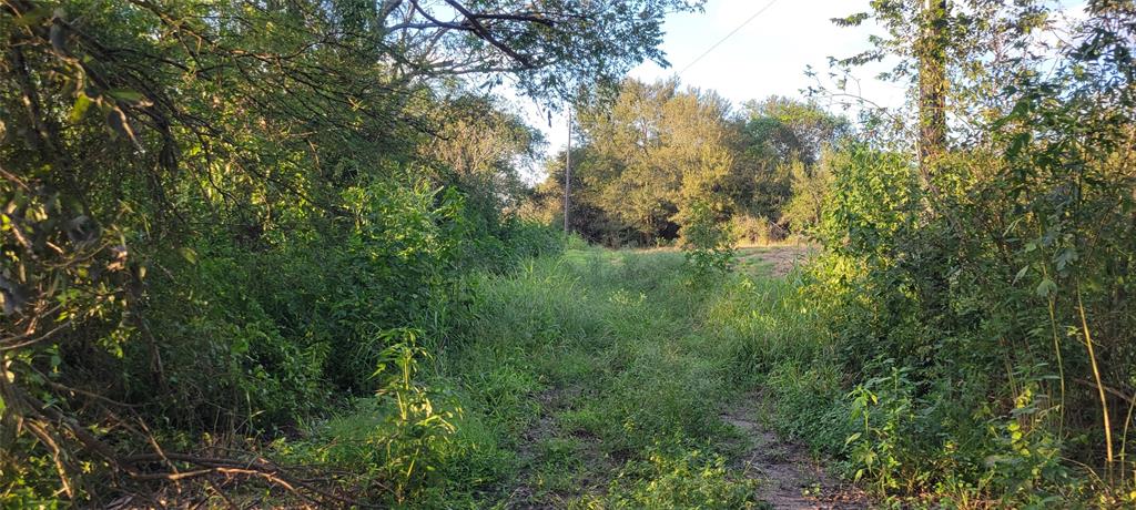 Whitetail Xing Crossing, Needville, Texas image 12