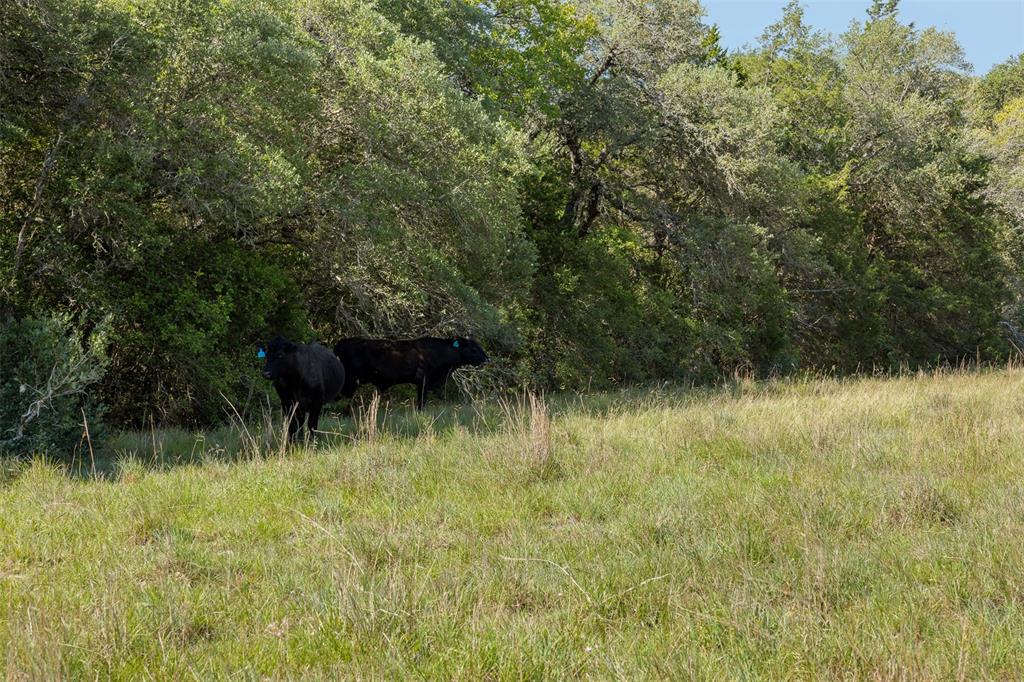 4431 Boulton Creek Rd Rd, Muldoon, Texas image 12