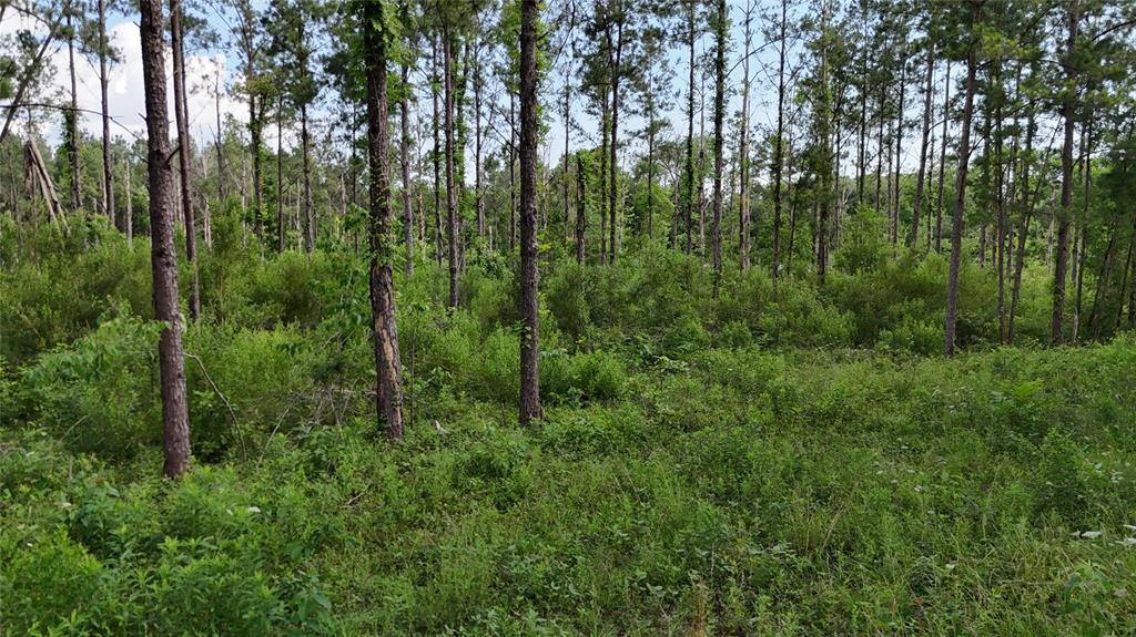 TBD FM 350 South Tract 8, Livingston, Texas image 9