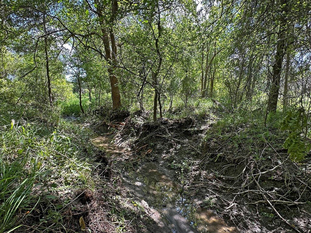 - Heinecke Road, Washington, Texas image 3