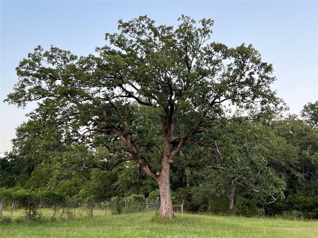 19585 Fm 2620, Bedias, Texas image 50