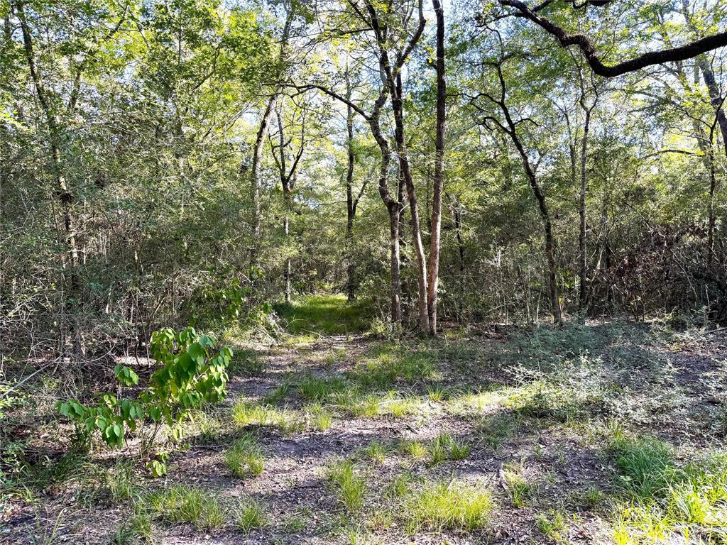 3801 County Road 447, Anderson, Texas image 9