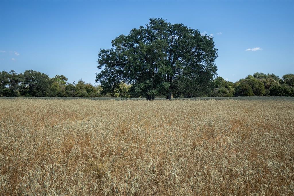 TBD Old Hwy, Calvert, Texas image 15