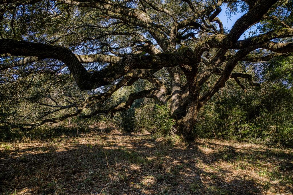 9020 Iron Bridge Road, Burton, Texas image 43