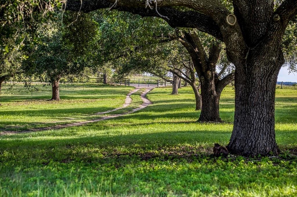 9909 Latium Cemetery Road, Burton, Texas image 31