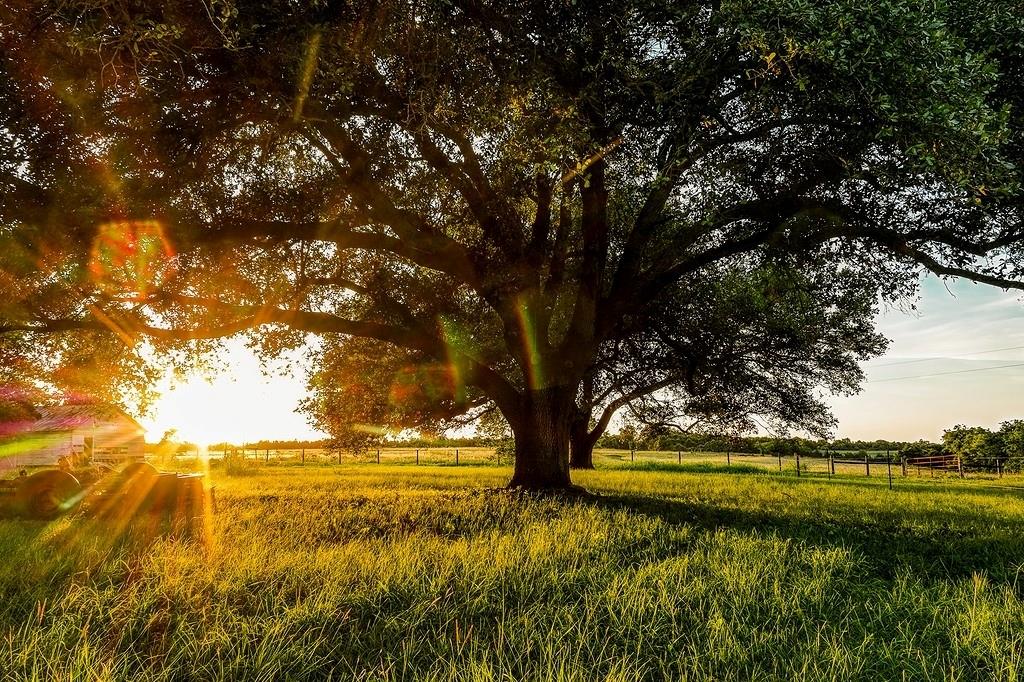 9909 Latium Cemetery Road, Burton, Texas image 9