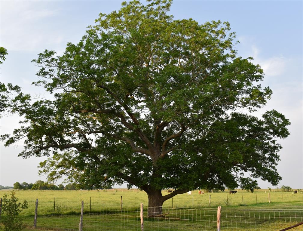 443 County Road 280, Shiner, Texas image 33