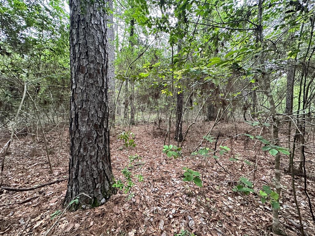 TBD Cr 2845/pr 6260, Colmesneil, Texas image 18