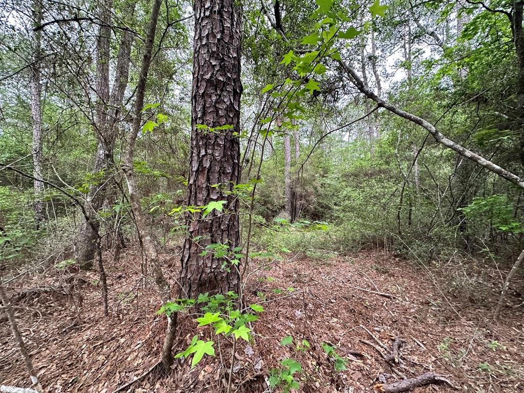 TBD Cr 2845/pr 6260, Colmesneil, Texas image 12