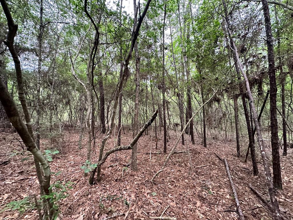 TBD Cr 2845/pr 6260, Colmesneil, Texas image 16