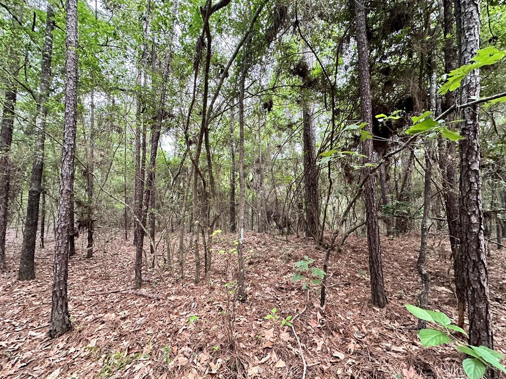 TBD Cr 2845/pr 6260, Colmesneil, Texas image 19