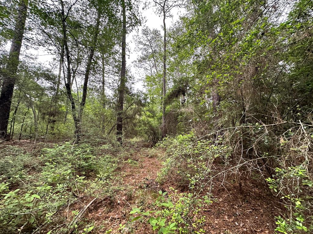 TBD Cr 2845/pr 6260, Colmesneil, Texas image 14