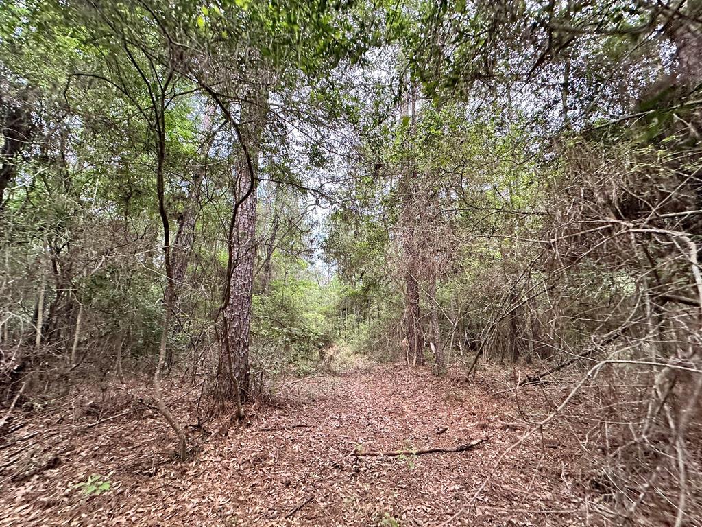 TBD Cr 2845/pr 6260, Colmesneil, Texas image 1