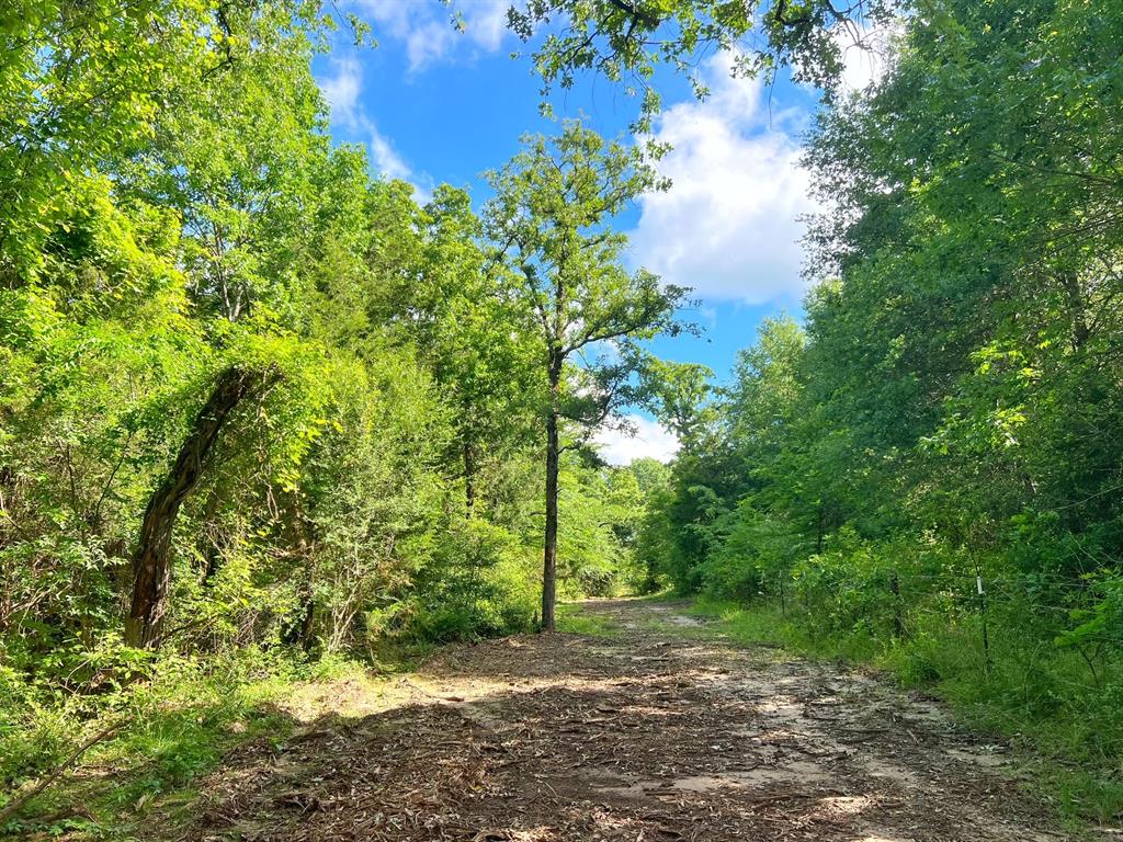 60 Acres Cr 1080, Fairfield, Texas image 6