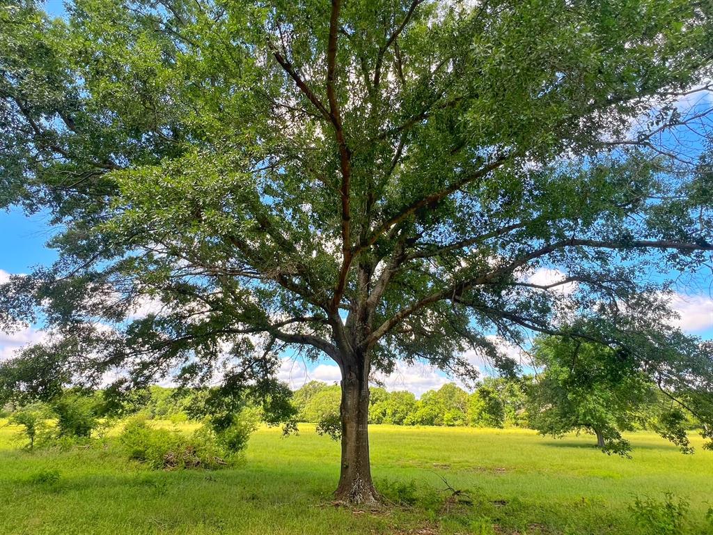 60 Acres Cr 1080, Fairfield, Texas image 21
