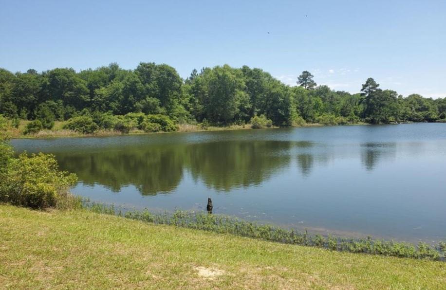 Medicine Man Circle, Hempstead, Texas image 6