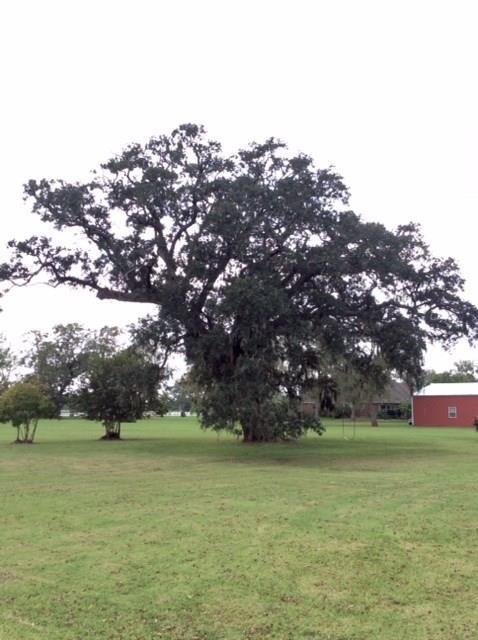 4402 Tankersley Circle, Rosharon, Texas image 7