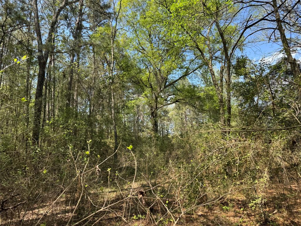 Lot 9 Lantern Lane, Conroe, Texas image 9