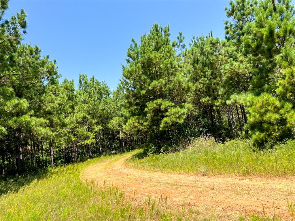 05 Highway 49, Avinger, Texas image 10