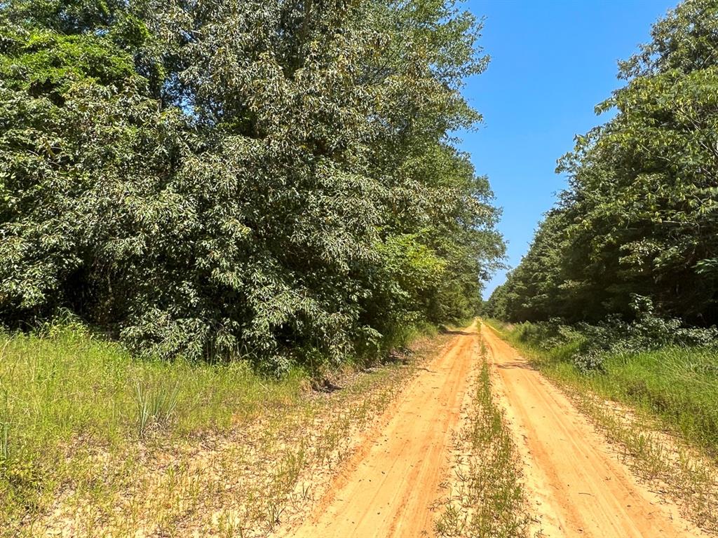 05 Highway 49, Avinger, Texas image 7